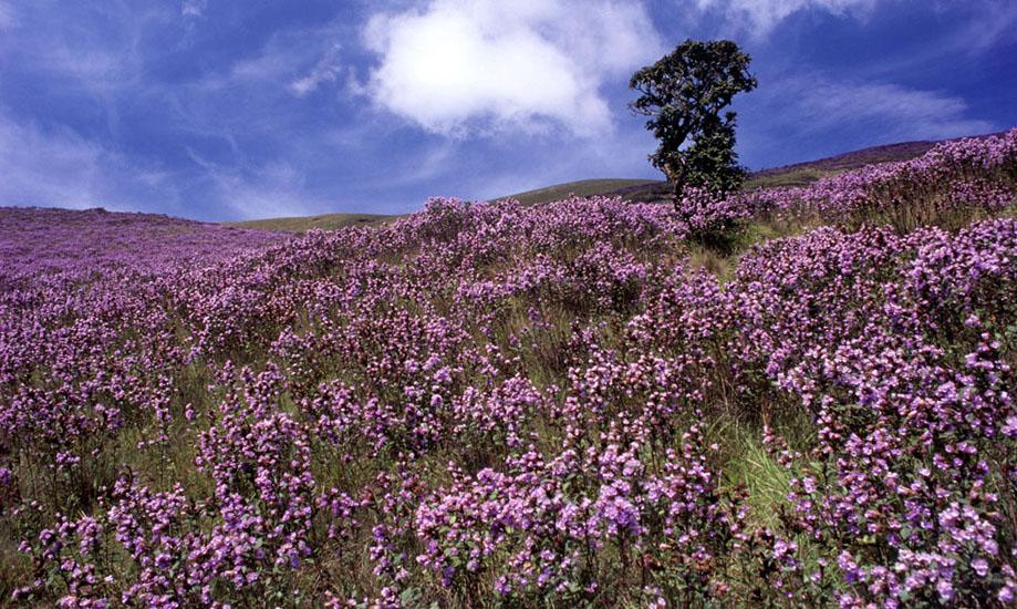 Neelakurinjhi in Munnar
